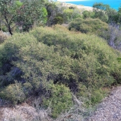 Melaleuca lanceolata at Hallett Cove, SA - 16 Apr 2023