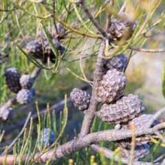 Allocasuarina littoralis (Black She-oak) at Hallett Cove, SA - 16 Apr 2023 by trevorpreston