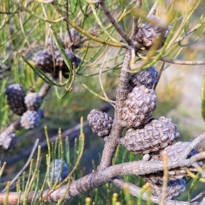 Allocasuarina littoralis (Black She-oak) at Hallett Cove, SA - 16 Apr 2023 by trevorpreston