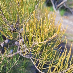 Allocasuarina littoralis at Hallett Cove, SA - 16 Apr 2023