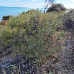 Allocasuarina littoralis at Hallett Cove, SA - 16 Apr 2023 12:47 PM