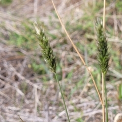 Anthoxanthum odoratum (Sweet Vernal Grass) at Hallett Cove, SA - 16 Apr 2023 by trevorpreston