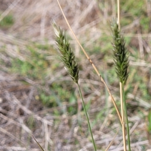 Anthoxanthum odoratum at Hallett Cove, SA - 16 Apr 2023