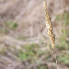 Anthoxanthum odoratum at Hallett Cove, SA - 16 Apr 2023 12:43 PM