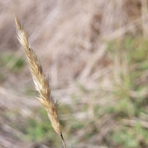 Anthoxanthum odoratum at Hallett Cove, SA - 16 Apr 2023 12:43 PM