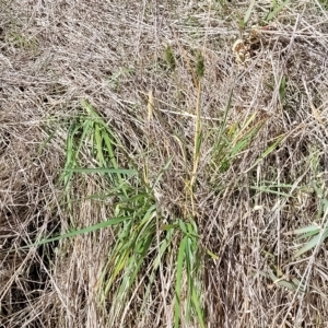 Anthoxanthum odoratum at Hallett Cove, SA - 16 Apr 2023 12:43 PM