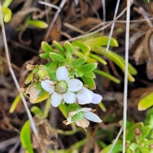 Myoporum parvifolium at Hallett Cove, SA - 16 Apr 2023