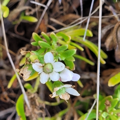 Myoporum parvifolium (Creeping Myoporum) at Hallett Cove, SA - 16 Apr 2023 by trevorpreston