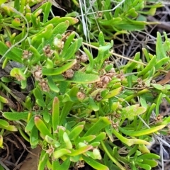 Myoporum parvifolium at Hallett Cove, SA - 16 Apr 2023