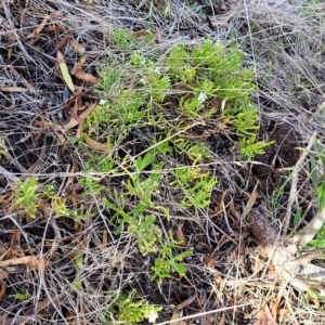 Myoporum parvifolium at Hallett Cove, SA - 16 Apr 2023