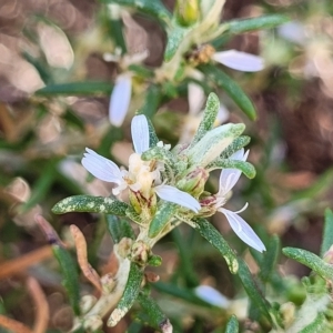 Olearia axillaris at Hallett Cove, SA - 16 Apr 2023