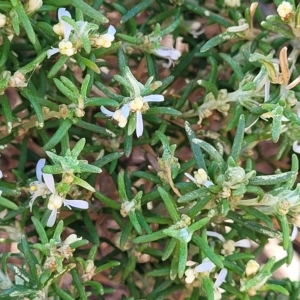 Olearia axillaris at Hallett Cove, SA - 16 Apr 2023