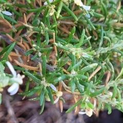 Olearia axillaris at Hallett Cove, SA - 16 Apr 2023