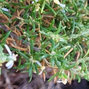 Olearia axillaris at Hallett Cove, SA - 16 Apr 2023