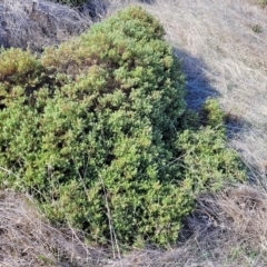 Olearia axillaris at Hallett Cove, SA - 16 Apr 2023 12:29 PM