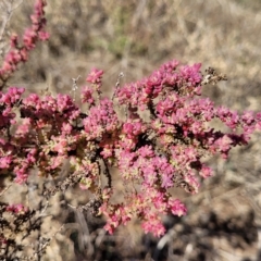 Maireana brevifolia at Hallett Cove, SA - 16 Apr 2023