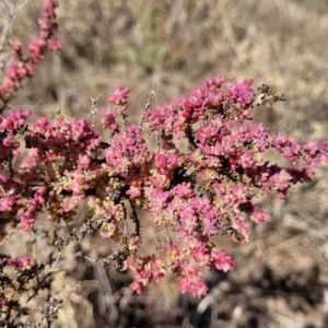 Maireana brevifolia at Hallett Cove, SA - 16 Apr 2023 12:26 PM