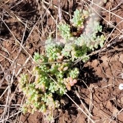 Maireana brevifolia at Hallett Cove, SA - 16 Apr 2023