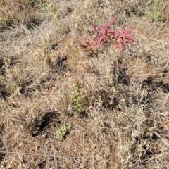 Maireana brevifolia at Hallett Cove, SA - 16 Apr 2023 12:26 PM