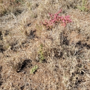 Maireana brevifolia at Hallett Cove, SA - 16 Apr 2023