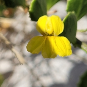 Goodenia varia at Hallett Cove, SA - 16 Apr 2023