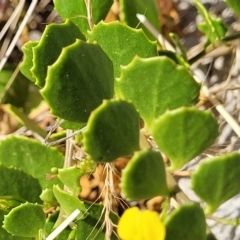 Goodenia varia at Hallett Cove, SA - 16 Apr 2023