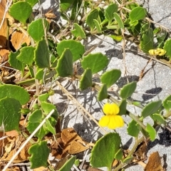 Goodenia varia at Hallett Cove, SA - 16 Apr 2023 12:25 PM