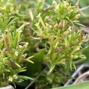 Scleranthus fasciculatus at Rendezvous Creek, ACT - 15 Apr 2023