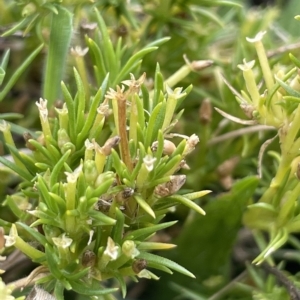 Scleranthus fasciculatus at Rendezvous Creek, ACT - 15 Apr 2023