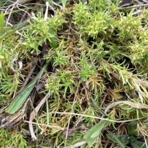 Scleranthus fasciculatus at Rendezvous Creek, ACT - 15 Apr 2023