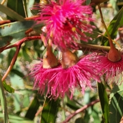 Eucalyptus leucoxylon (Yellow Gum) at Hallett Cove, SA - 16 Apr 2023 by trevorpreston