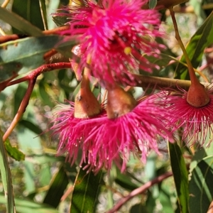 Eucalyptus leucoxylon at Hallett Cove, SA - 16 Apr 2023 12:20 PM