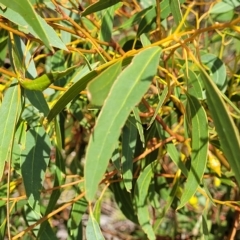 Eucalyptus leucoxylon at Hallett Cove, SA - 16 Apr 2023 12:20 PM