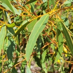Eucalyptus leucoxylon at Hallett Cove, SA - 16 Apr 2023
