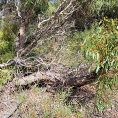 Eucalyptus leucoxylon at Hallett Cove, SA - 16 Apr 2023 12:20 PM