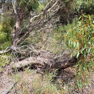 Eucalyptus leucoxylon at Hallett Cove, SA - 16 Apr 2023