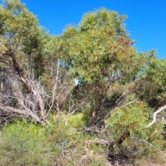 Eucalyptus leucoxylon at Hallett Cove, SA - 16 Apr 2023 12:20 PM