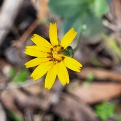 Reichardia tingitana (False Sowthistle) at Hallett Cove, SA - 16 Apr 2023 by trevorpreston