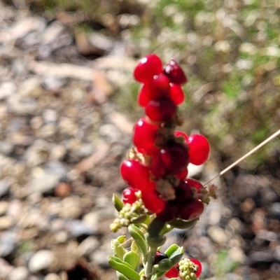 Rhagodia candolleana (Sea-berry Saltbush) at Hallett Cove, SA - 16 Apr 2023 by trevorpreston