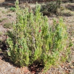 Rhagodia candolleana at suppressed - suppressed