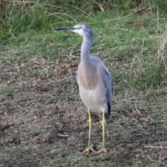 Egretta novaehollandiae (White-faced Heron) at Jerrabomberra, ACT - 16 Apr 2023 by RodDeb