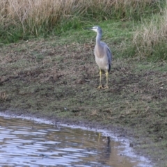 Egretta novaehollandiae at Jerrabomberra, ACT - 16 Apr 2023 04:28 PM