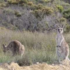 Macropus giganteus (Eastern Grey Kangaroo) at Ben Boyd National Park - 15 Apr 2023 by JimL