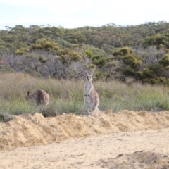 Macropus giganteus at Green Cape, NSW - 15 Apr 2023