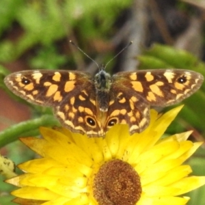 Oreixenica correae at Cotter River, ACT - 14 Apr 2023