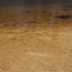 Unverified Native Fish at Green Cape, NSW - 15 Apr 2023 by JimL