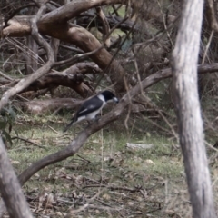 Cracticus torquatus (Grey Butcherbird) at Ben Boyd National Park - 15 Apr 2023 by JimL