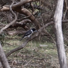 Cracticus torquatus (Grey Butcherbird) at Green Cape, NSW - 15 Apr 2023 by JimL