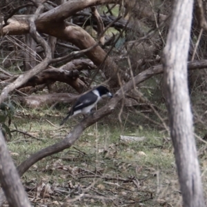 Cracticus torquatus at Green Cape, NSW - 15 Apr 2023 12:43 PM