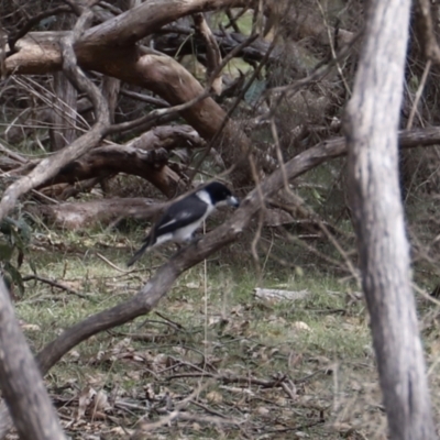 Cracticus torquatus (Grey Butcherbird) at Ben Boyd National Park - 15 Apr 2023 by JimL